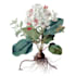 make botanical illustration with hand drawn