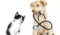 film dog ugc video ads for your pet products or services for tiktok or instagram