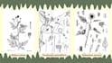 draw the plants you give in a scientific representation