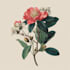 make a botanical illustration with scientific focus