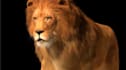 do realistic 3d animal animation animal model fur and xgen cgi integration
