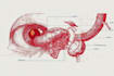 design scientific medical anatomy educational illustrations