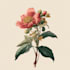 draw flowers, trees or botanical illustration