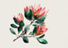 draw watercolor botanical illustrations