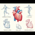 draw exercise, medical and anatomy illustrations