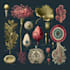 draw botanical and anatomical scientific illustrations