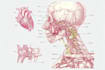 make highly customized medical and anatomy illustrations