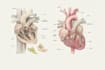 create medical and anatomical illustrations