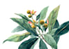 draw flowers illustrations in watercolour style