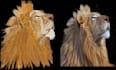 do professional embroidery digitizing using wilcom