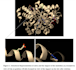 create custom protein homology models and visualizations