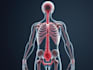 create your 2d medical anatomy scientific biomedical