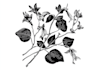 illustrate botanical and animal linocut illustration