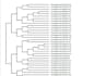 perform comprehensive bacterial genome analysis