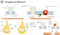 design research figs, pathways, graphical abstract and posters