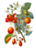 paint watercolour botanical illustrations