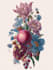 paint watercolour botanical illustrations