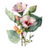 draw custom botanical illustration art