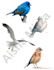 deliver 30 printable bird cutouts for junk journaling