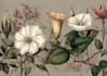 draw digital botanical illustrations