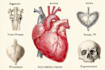 draw exercise, medical and anatomy illustrations