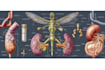 do realistic medical illustration