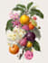 draw realistic botanical illustration