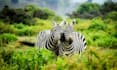 help plan your unforgettable safari tour to kenya