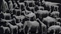 create realistic 3d animals and creatures