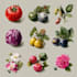 paint vegetables, fruits, flowers and plants illustrations
