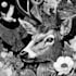 create a black and white illustrations