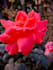 do professional photo editing and capture beautiful moments