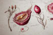 do botanical and anatomical scientific illustrations