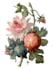 draw realistic botanical illustration
