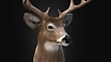 3d animal model realistic fur 3d xgen zbrush model, maya blender model, 3d print