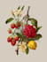 create insects, animals and botanical illustrations