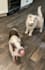 create animal, pet related ugc