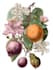 draw the best botanical illustration for you