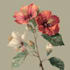 paint watercolour botanical illustrations