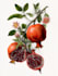 line art illustrations, botanical flowers, plants
