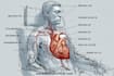 design medical and scientific illustration