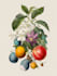 line art illustrations, botanical flowers, plants