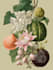 paint watercolour botanical illustrations