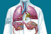 draw exercise, medical and anatomy illustrations