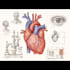 do medical and scientific illustrations