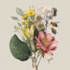 paint watercolour botanical illustration