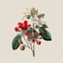 illustrate botanical and linocut vector art
