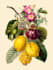 do botanical and anatomical scientific illustrations