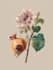 draw botanical illustration with scientific focus