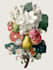 create insects, animals and botanical illustrations